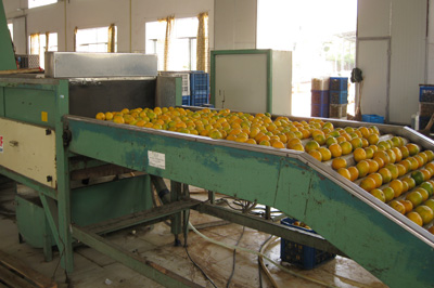 自動分揀機(jī)