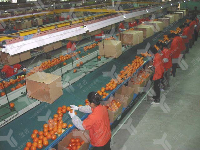 分揀輸送機(jī)